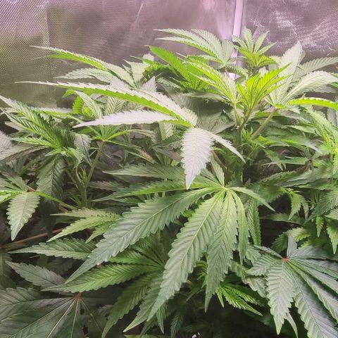 Fruit Spirit growlog timeline photo