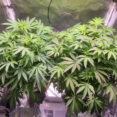 Fruit Spirit growlog timeline photo