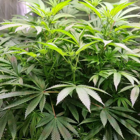 Fruit Spirit growlog photo: PPFD erhöht auf 880
Sanlight-evo 4 steht bei 75%
