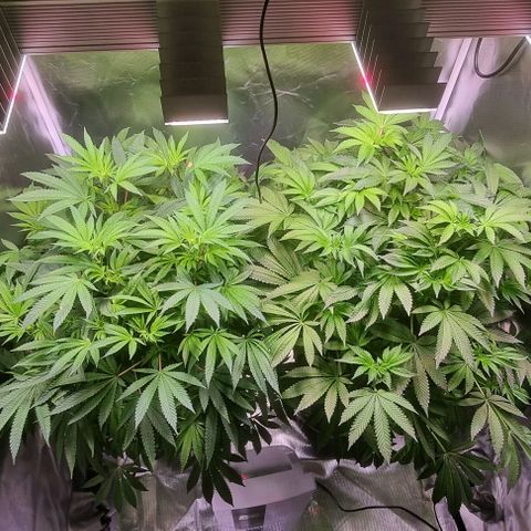 Fruit Spirit growlog photo: PPFD erhöht auf 880
Sanlight-evo 4 steht bei 75%