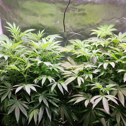 Fruit Spirit growlog photo: PPFD erhöht auf 880
Sanlight-evo 4 steht bei 75%
