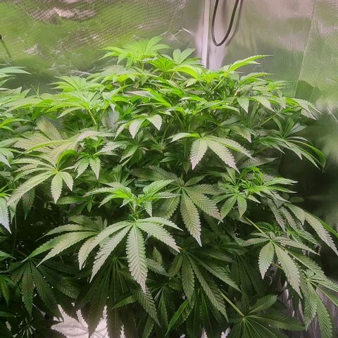 Fruit Spirit growlog photo: PPFD erhöht auf 880
Sanlight-evo 4 steht bei 75%