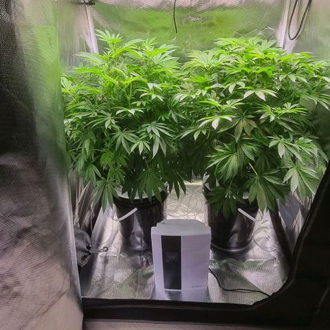 Fruit Spirit growlog timeline photo