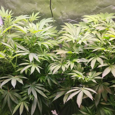 Fruit Spirit growlog timeline photo