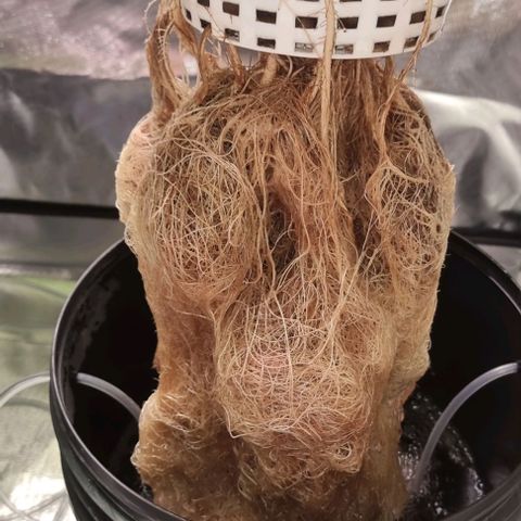 Fruit Spirit growlog timeline photo