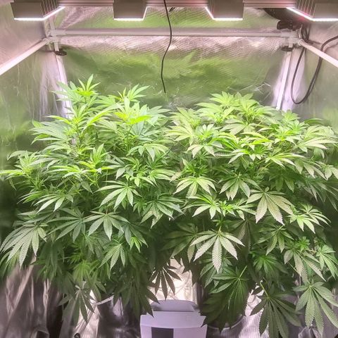 Fruit Spirit growlog timeline photo
