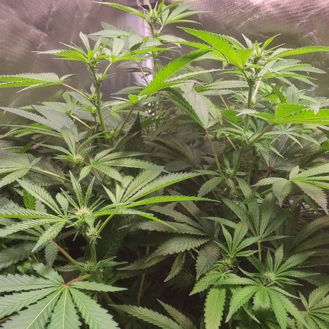 Fruit Spirit growlog photo: Linke Pflanze hat 5cm über Nacht zugelegt (70cm)
Rechts 