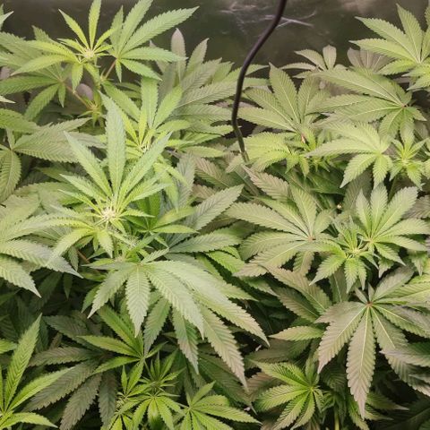 Fruit Spirit growlog photo: Linke Pflanze hat 5cm über Nacht zugelegt (70cm)
Rechts 