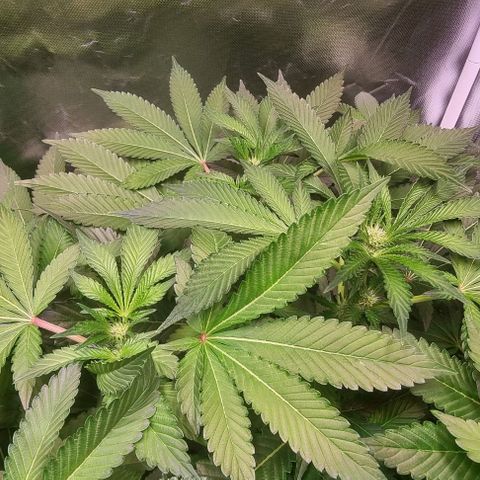 Fruit Spirit growlog timeline photo