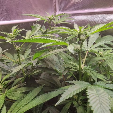 Fruit Spirit growlog timeline photo