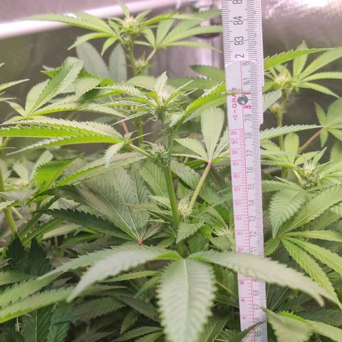 Fruit Spirit growlog timeline photo