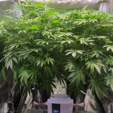Fruit Spirit growlog timeline photo