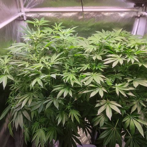 Fruit Spirit growlog timeline photo