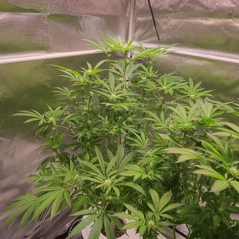 Fruit Spirit growlog timeline photo