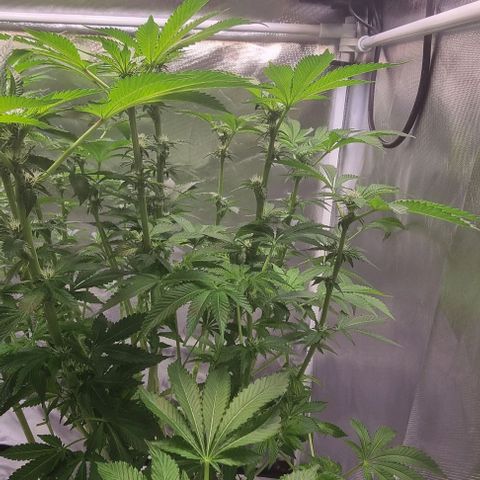 Fruit Spirit growlog timeline photo