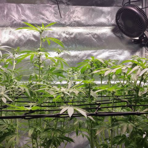 Fruit Spirit growlog timeline photo