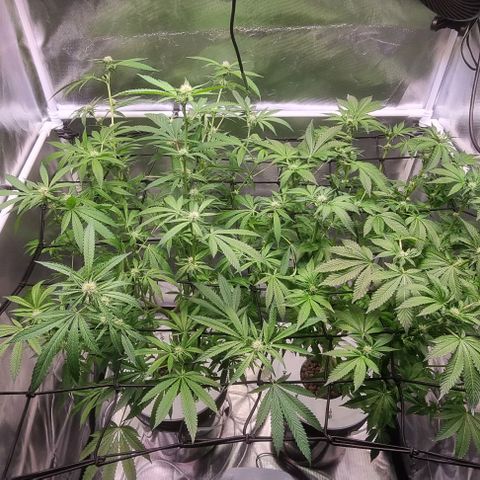 Fruit Spirit growlog timeline photo