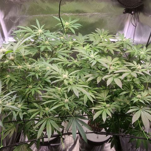 Fruit Spirit growlog timeline photo