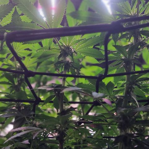 Fruit Spirit growlog timeline photo