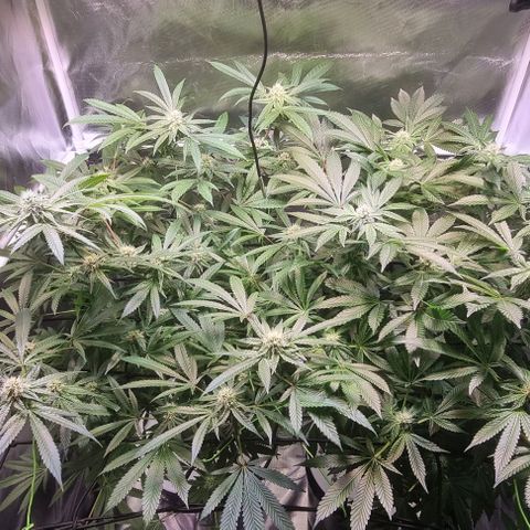 Fruit Spirit growlog timeline photo