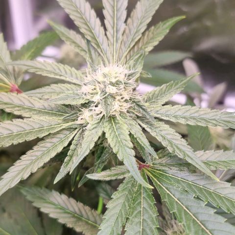Fruit Spirit growlog timeline photo