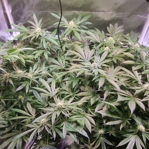 Fruit Spirit growlog timeline photo