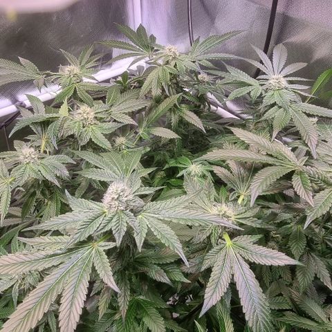 Fruit Spirit growlog timeline photo