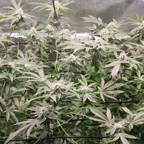 Fruit Spirit growlog timeline photo