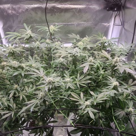 Fruit Spirit growlog timeline photo