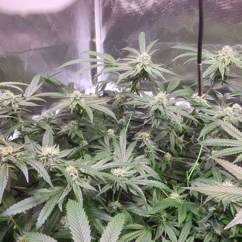 Fruit Spirit growlog timeline photo
