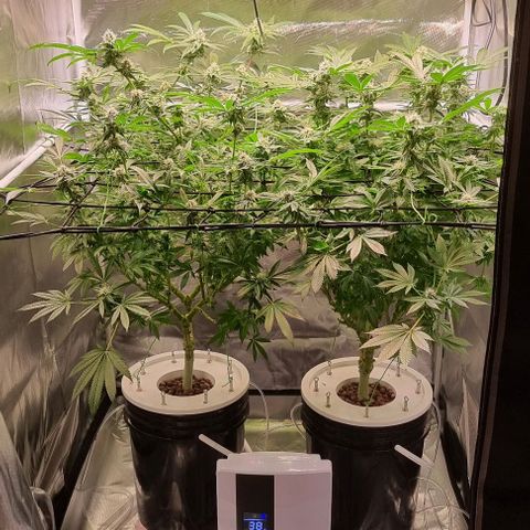 Fruit Spirit growlog timeline photo