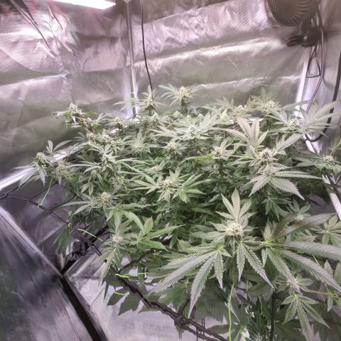 Fruit Spirit growlog timeline photo