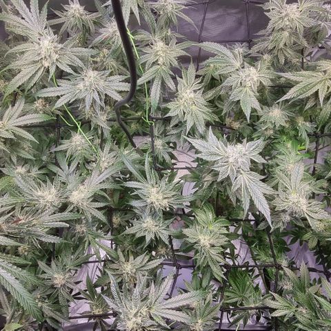 Fruit Spirit growlog timeline photo