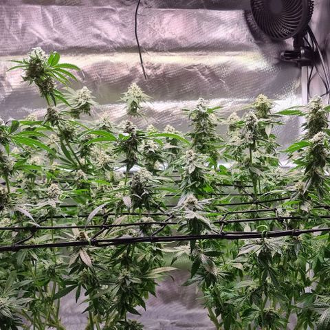 Fruit Spirit growlog timeline photo