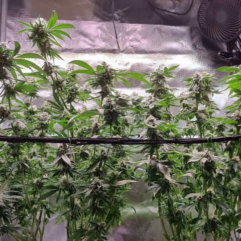 Fruit Spirit growlog timeline photo