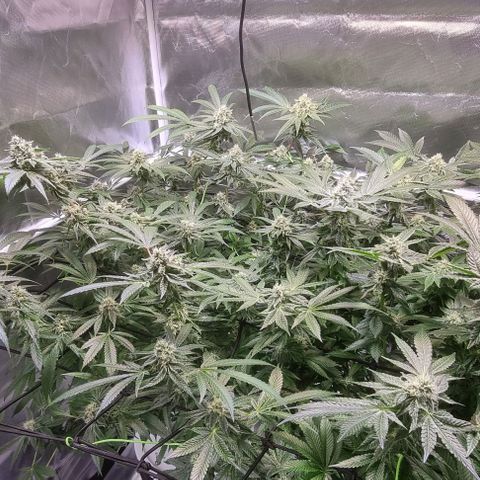 Fruit Spirit growlog timeline photo