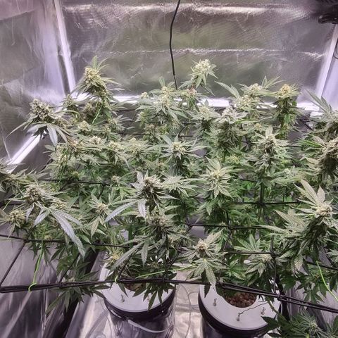 Fruit Spirit growlog timeline photo