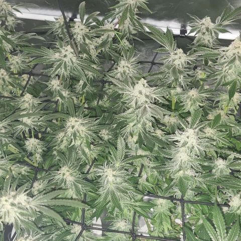 Fruit Spirit growlog photo: FOTO bevor das Licht angeht 