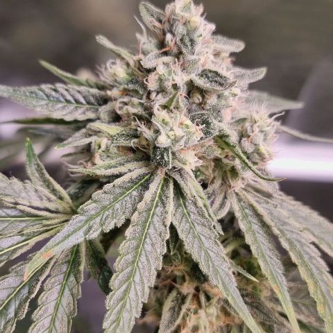 Fruit Spirit growlog timeline photo