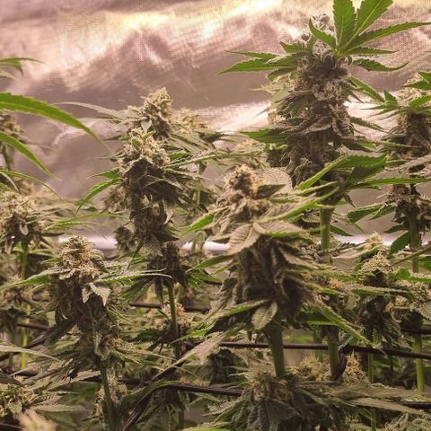 Fruit Spirit growlog timeline photo