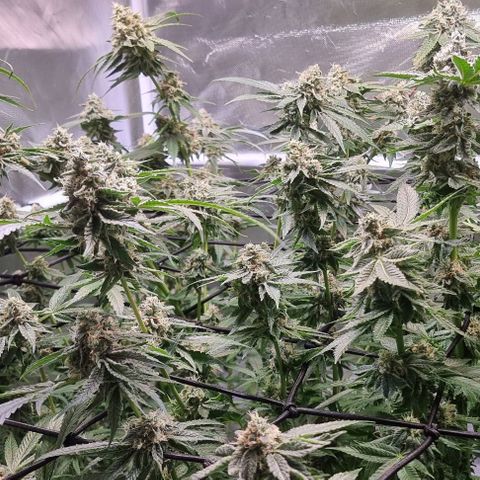 Fruit Spirit growlog timeline photo