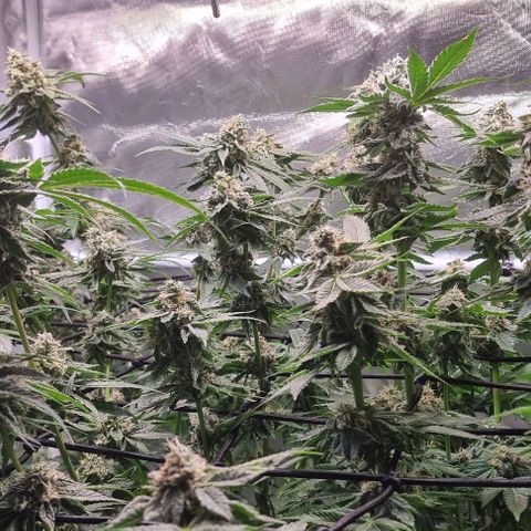 Fruit Spirit growlog timeline photo