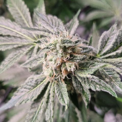 Fruit Spirit growlog timeline photo