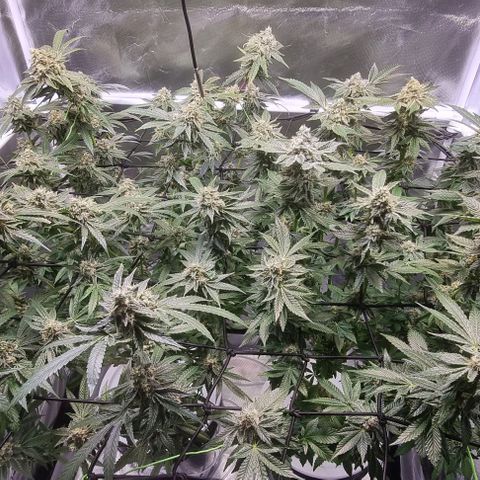 Fruit Spirit growlog timeline photo