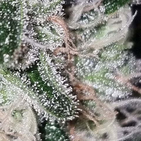 Fruit Spirit growlog photo: Ca 3 Woche noch bis zur Ernte