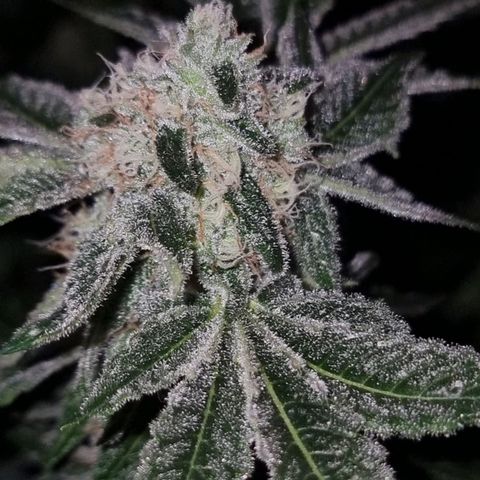 Fruit Spirit growlog photo: Ca 3 Woche noch bis zur Ernte