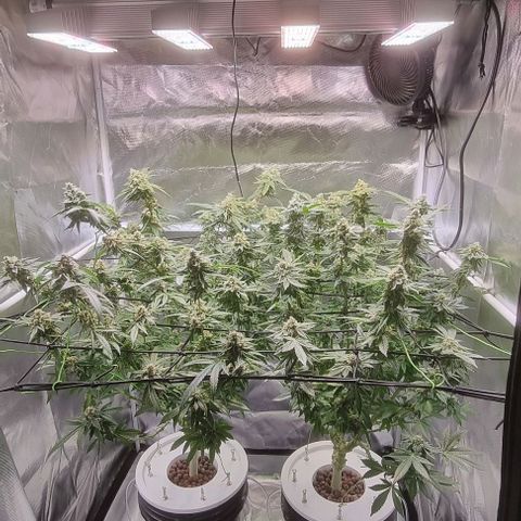 Fruit Spirit growlog photo: Ca 3 Woche noch bis zur Ernte