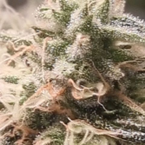 Fruit Spirit growlog photo: Ca 3 Woche noch bis zur Ernte