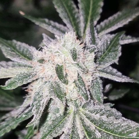 Fruit Spirit growlog photo: Ca 3 Woche noch bis zur Ernte