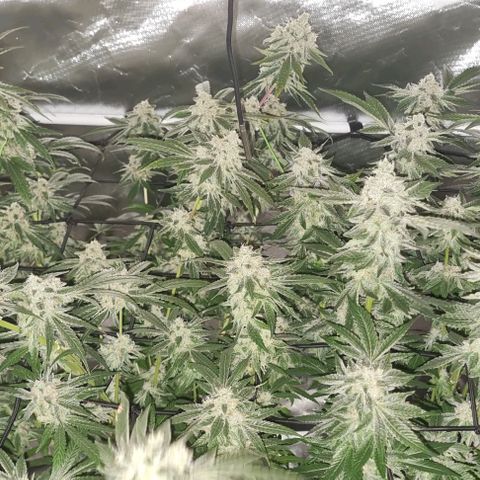 Fruit Spirit growlog timeline photo